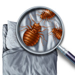 Bed Bugs & Assisted Living Facilities - Peake & Fowler