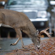 Car Accidents - Deer vs. Car - Peake & Fowler