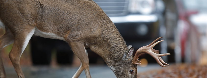 Car Accidents - Deer vs. Car - Peake & Fowler