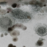 mold sickness lawsuit attorneys in columbia sc