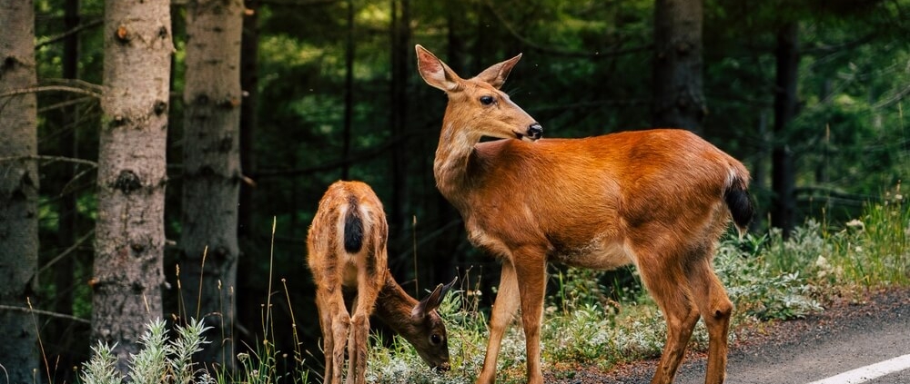 Car Accident Caused by Deer
