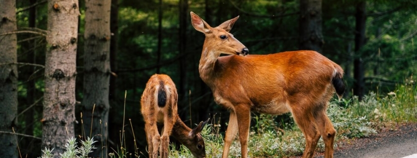 Car Accident Caused by Deer